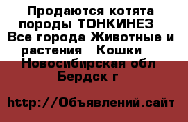 Продаются котята породы ТОНКИНЕЗ - Все города Животные и растения » Кошки   . Новосибирская обл.,Бердск г.